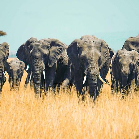 Kananga Special Tented Camp Banagi Екстер'єр фото